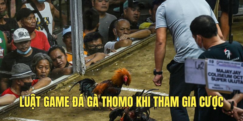 Luật game đá gà Thomo khi tham gia cược