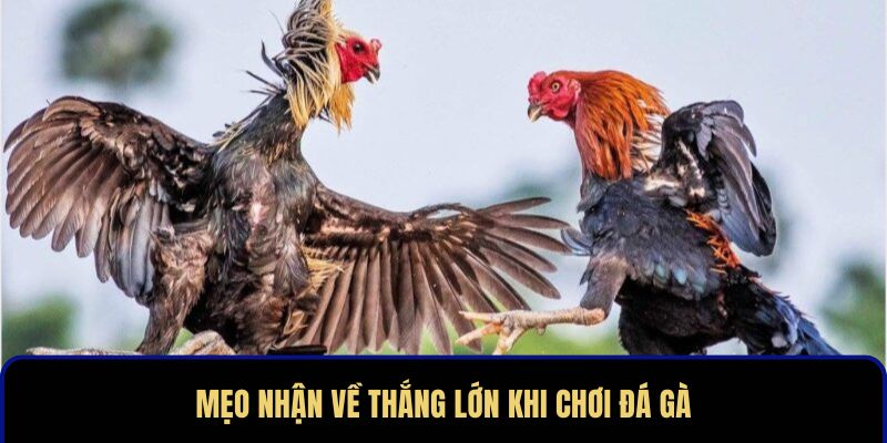 Mẹo thắng lớn khi chơi đá gà Thomo