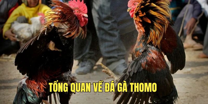 Tổng quan về Đá gà Thomo